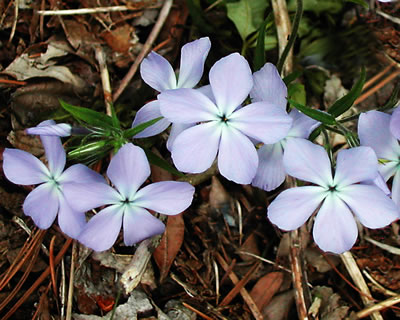 Phlox divaricata 7556